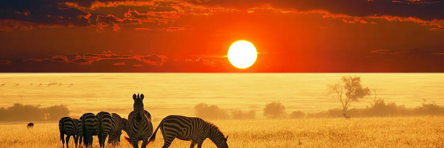 Maasai_mara_evening_caption_of_wildlife_with_the_beautiful_sunset_scene 1 (2).webp